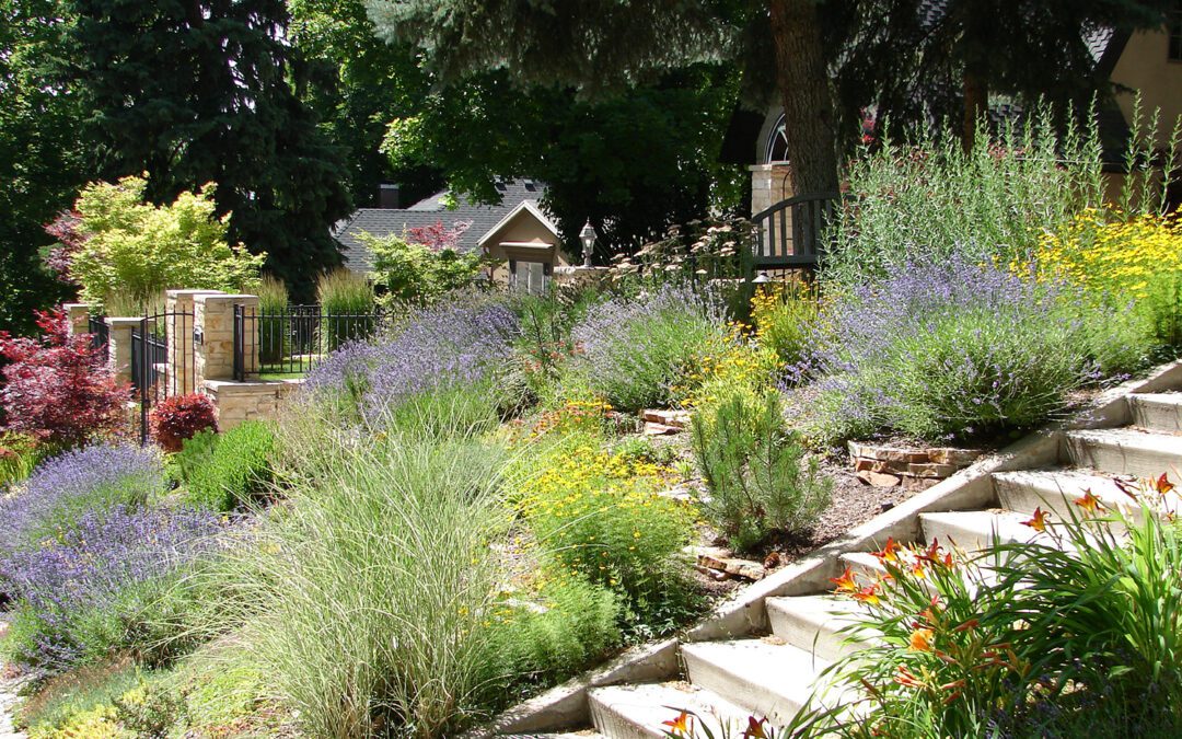 Go Green With a New Xeriscape