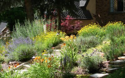 How Water-Wise Plantings Can Help Your Colorado Garden Thrive